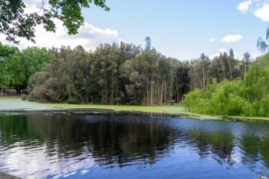 Manzara Hide park güzel ağaçlar ve renk