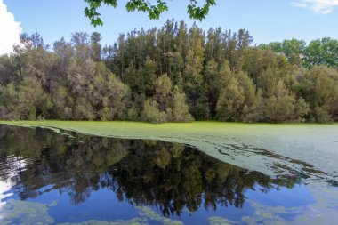 Manzara Hide park güzel ağaçlar ve renk