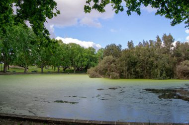 Manzara Hide park güzel ağaçlar ve renk
