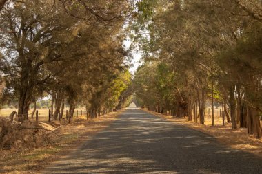 Yol Manzara outback ağaçlar güneş ışığı Perth