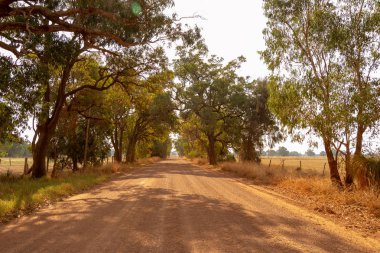 Yol Manzara outback ağaçlar güneş ışığı Perth