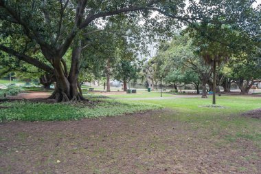 Ağaçlar ve çimenler ile bir parkın Peyzaj