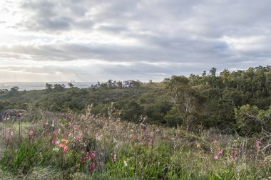 Bahar çiçekleri de Mundaring gelen Perth şehir Manzara