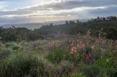 Bahar çiçekleri de Mundaring gelen Perth şehir Manzara