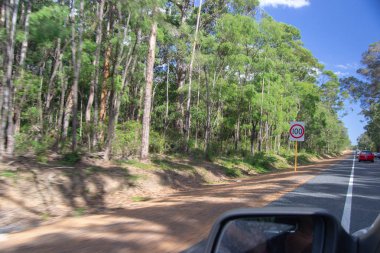 Ağaçlarla dolu yol gezisi manzarası