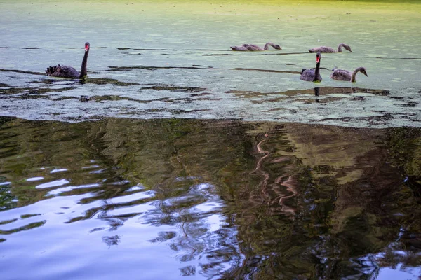 Landschap Van Hide Park Prachtige Bomen Kleur — Stockfoto