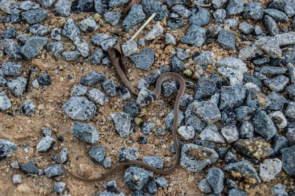 澳大利亚地面上的小蛇 — 图库照片