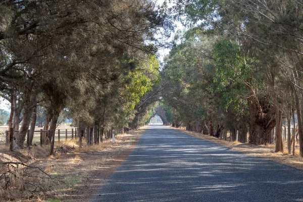 Road Landscape Outback Trees Sun Light Perth — Stock Photo, Image