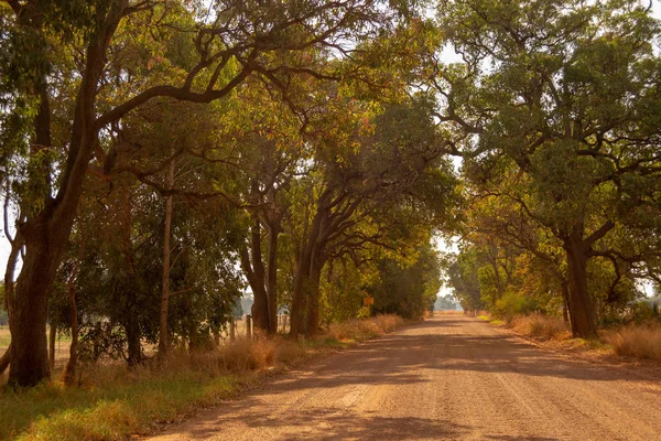 Strada Paesaggio Outback Alberi Luce Del Sole Perth — Foto Stock