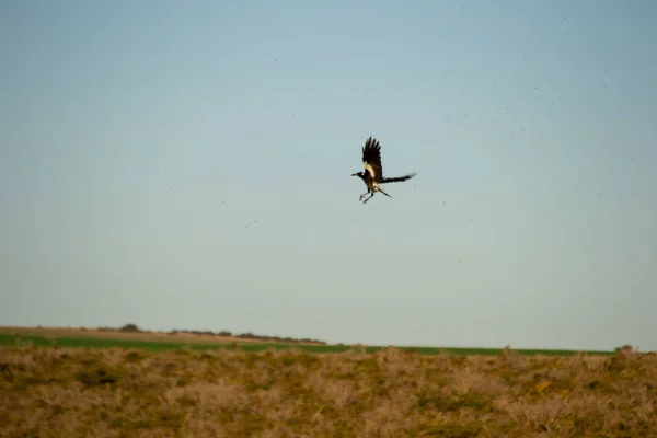 Bird flying eating flys at sunset