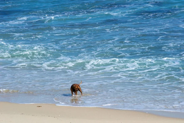 Pes Hraje Pláži Vlnami — Stock fotografie