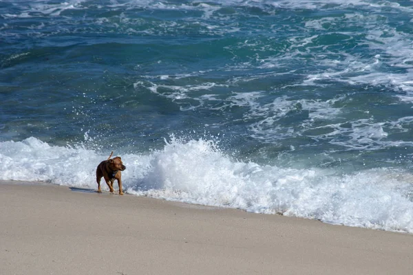 晴れと風の強い日にビーチで遊ぶ犬 — ストック写真