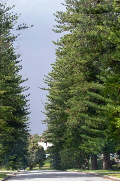 Strada Una Zona Suburbana Perth Piena Alberi — Foto Stock