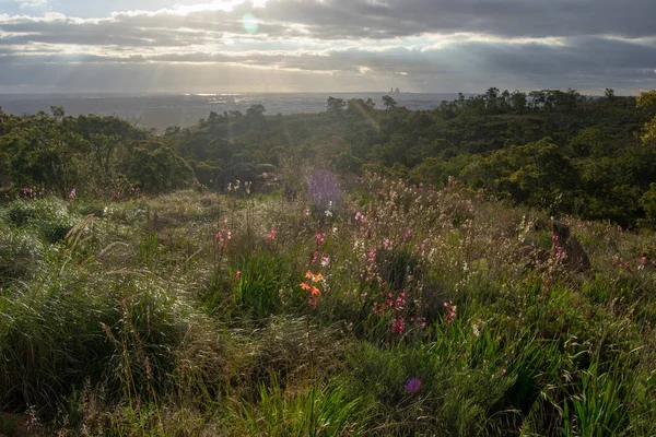 Landscape Perth City Mundaring Spring First Flowers — Stock Photo, Image