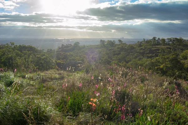 Paisagem Cidade Perth Mundaring Primavera Primeiras Flores — Fotografia de Stock