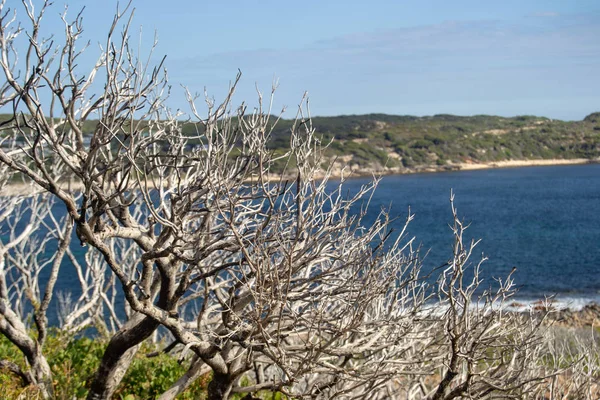 Dettaglio Albero Asciugato Paesaggio Una Spiaggia — Foto Stock