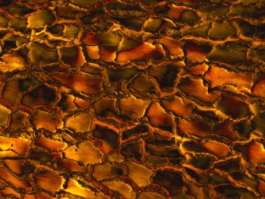 Altın boya tonlu ahşap yüzey dokusu. Tasarım ve dekor için nadir ahşap tahıl doğal desen. Soyut parlak metalik arka plan.