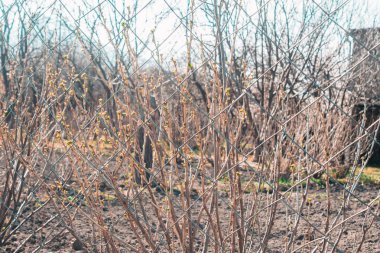 ağaçların arka planda Gri Metal Mesh