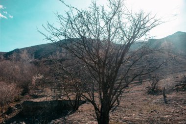 Gökyüzüne karşı dağlarda bahar ağaçları