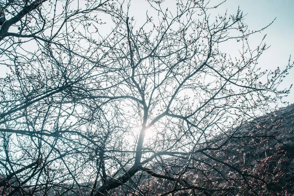 Tavaszi fa ellen, blue sky — Stock Fotó
