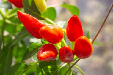 Ağaçta kırmızı acı biber