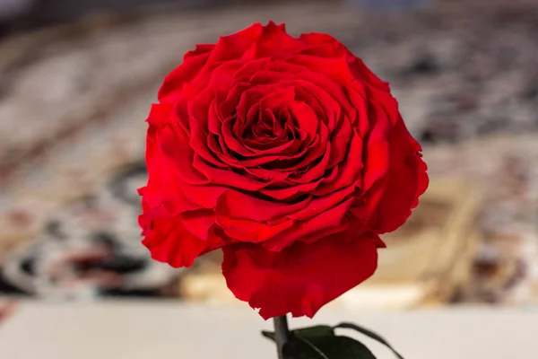 赤いバラマクロ。暗い背景に赤いバラが明るい背景に赤いバラ — ストック写真