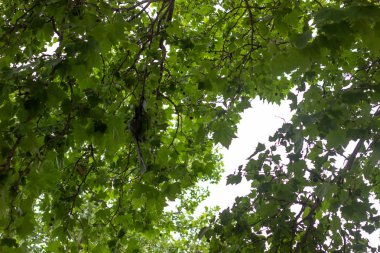 Beyaz gökyüzüne karşı ağaçta yeşil yapraklar. Ağacın gökyüzüne karşı yaprakları