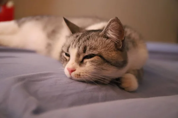 Preguiçoso Gato Cinza Com Olhos Amarelos Deitado Imposingly Cama — Fotografia de Stock