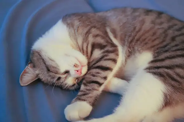 Gato Gris Perezoso Con Ojos Amarillos Acostado Imponente Cama —  Fotos de Stock