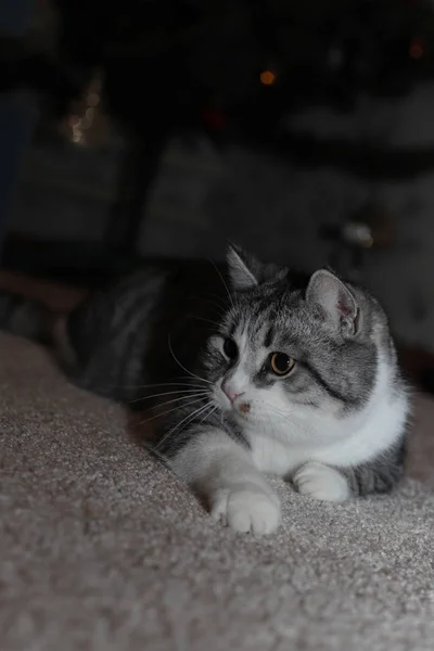 クリスマス ツリーの周りを再生の大きな目で遊び心のある灰色の縞模様の猫 — ストック写真