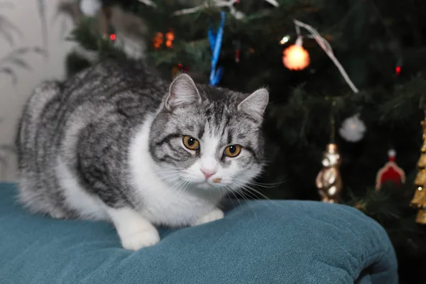 Lekfull Grå Randig Katt Med Stora Ögon Spela Runt Granen — Stockfoto