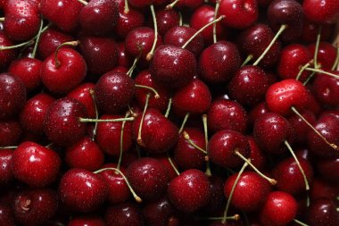 Close-up of a bunch of ripe cherries with peduncles. Large collection of fresh red cherries. Ripe cherries background. clipart