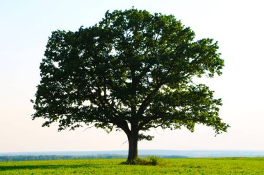 Bir alanda büyük dallı ağaç
