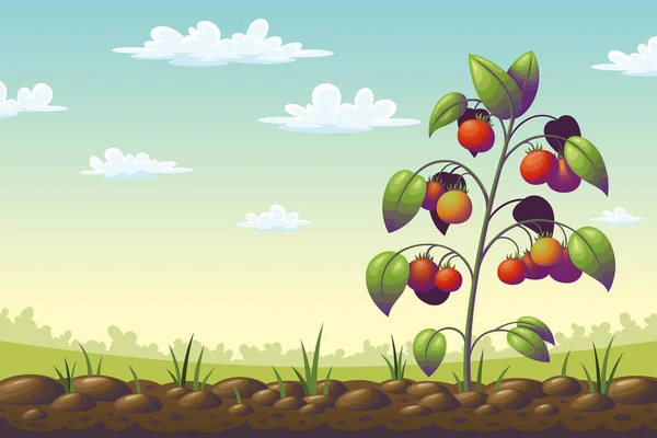 Pianta di pomodoro su un campo — Vettoriale Stock