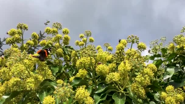 Schmetterlinge und Bienen auf Blumen — Stockvideo