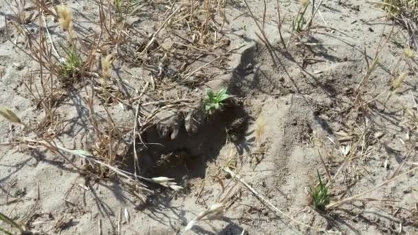 Wasp graaft een nest — Stockvideo