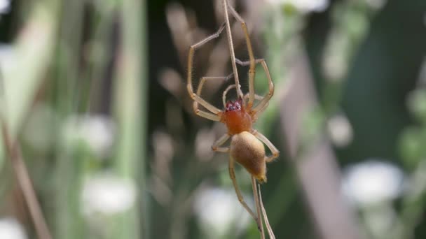 草叶上的蜘蛛 — 图库视频影像