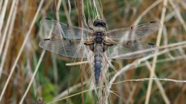 Dört noktalı Chaser, Libellula Quadrimaculata