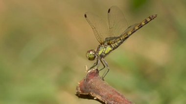Dal ortak Pasifik'ten oğlan