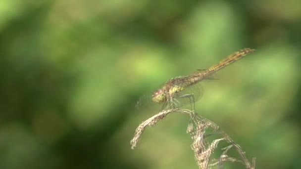 Common Darter On A Branch — Stock Video