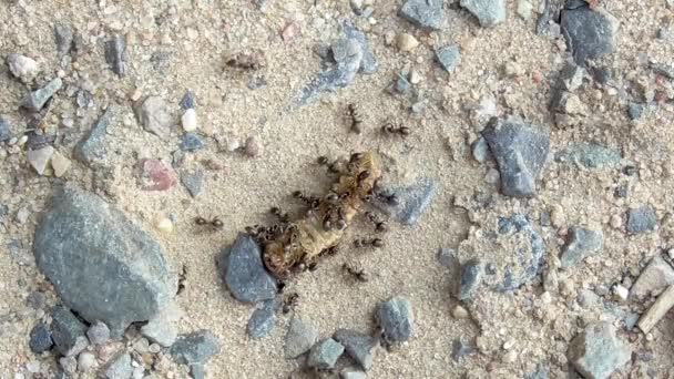 Myror på en döda larv — Stockvideo