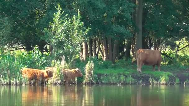 Some Heck Cattle Bathe In A Lake — Stock Video