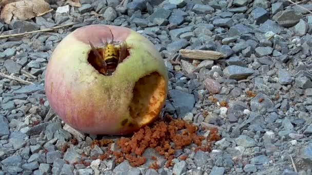 Hornisse frisst an einem roten Apfel — Stockvideo