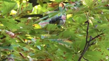 Bir ağaç Avrasya mavi baştankara