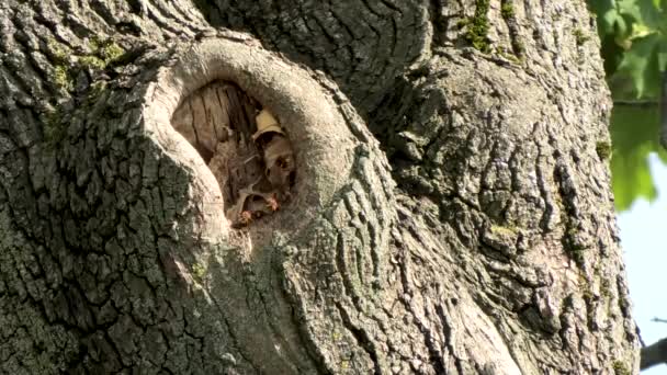 Hornissen fliegen zu ihrem Nest — Stockvideo