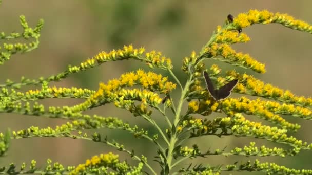 Sooty Cooper em um Goldrod — Vídeo de Stock