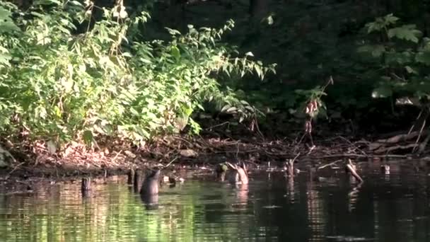 A vízben két vadkacsák — Stock videók