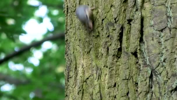 Eurasian Nuthatch On A Tree — Stock Video
