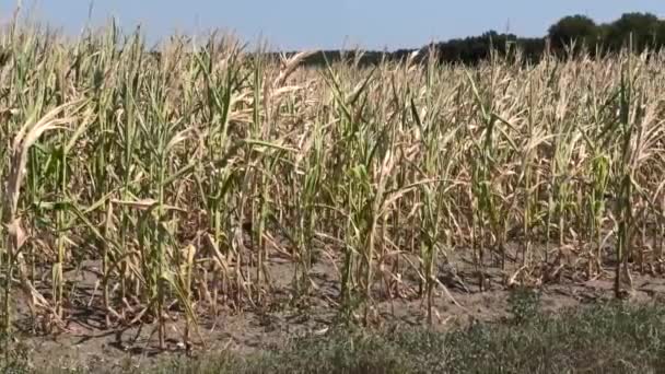 Campo de maíz seco en verano — Vídeos de Stock