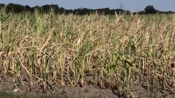 Сушене кукурудзяне поле влітку — стокове відео